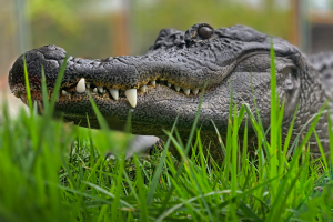 What To Do When You Are Up To Yours Ears In Alligators